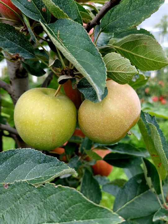Apfel Fruchtwachstum