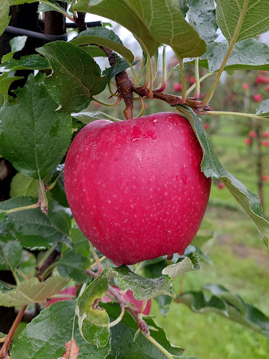 Kuppelwieser Apfel