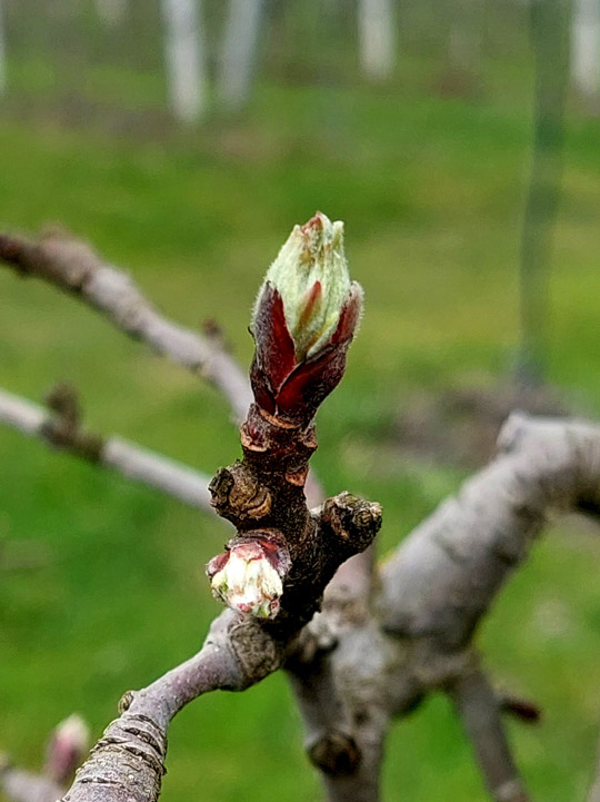 Apfel Knospenaufbruch