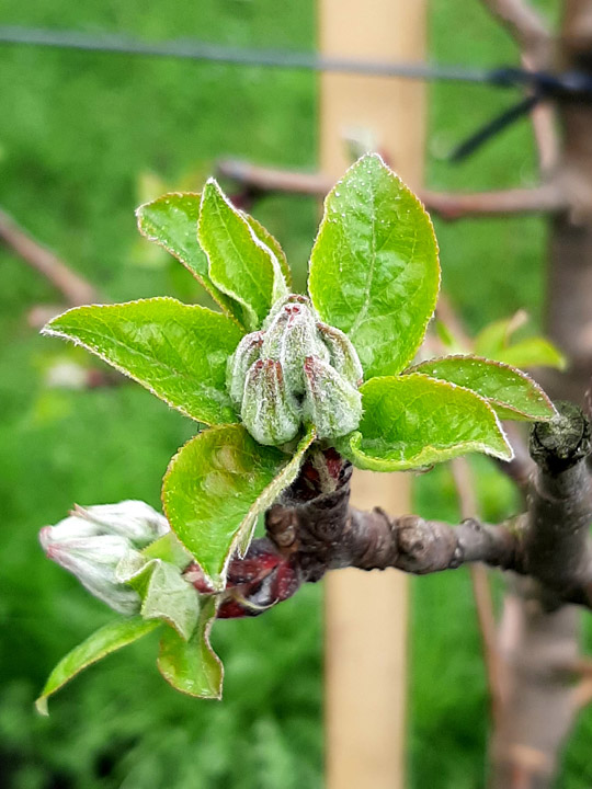 Apfel Grüne Knospe
