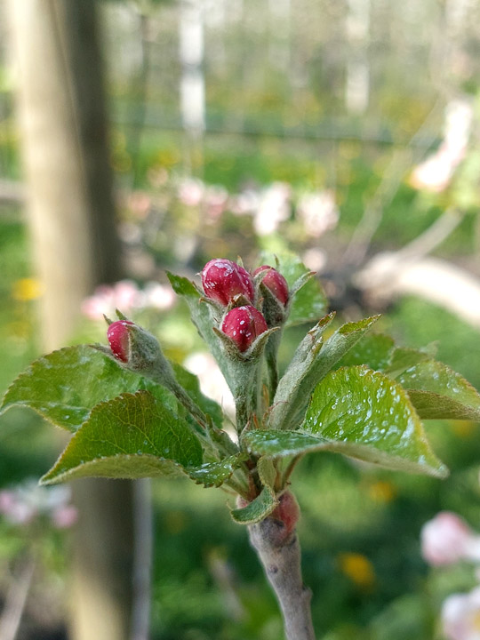 Apfel Rote Knospe