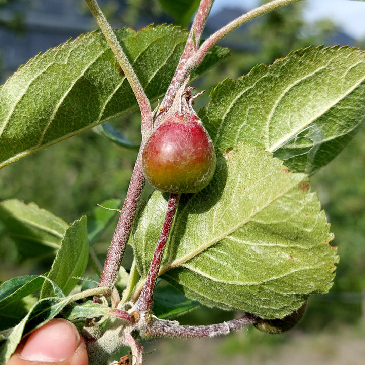 Kuppelwieser Apfel Wachstum Entwicklung
