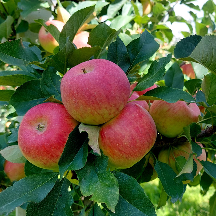 Kuppelwieser Apfel Topaz