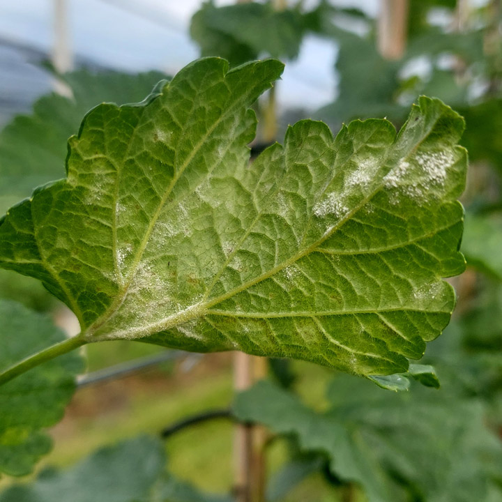 Echter Mehltau Johannisbeeren