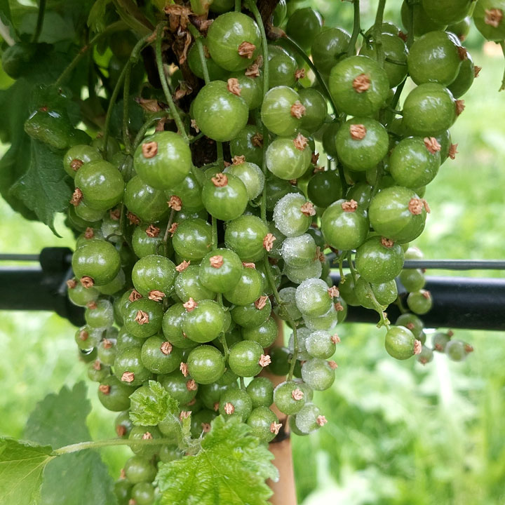 Echter Mehltau Johannisbeeren