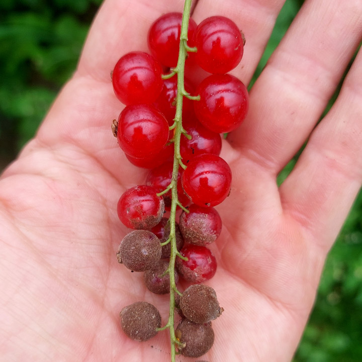 Echter Mehltau Johannisbeeren