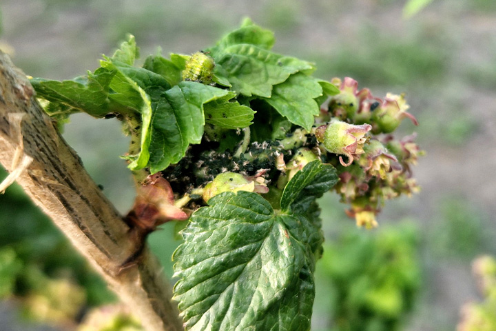 Blattlaus Johannisbeeren