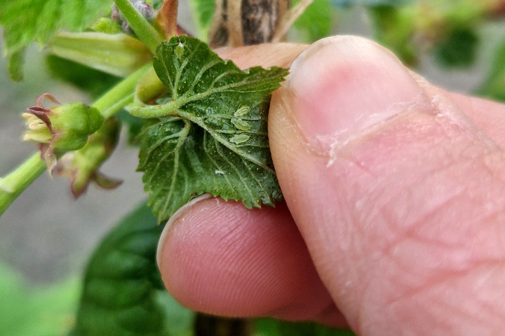 Blattlaus Johannisbeeren