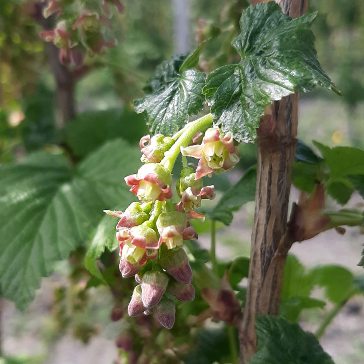Schwarze Johannisbeeren Cassis Blüten