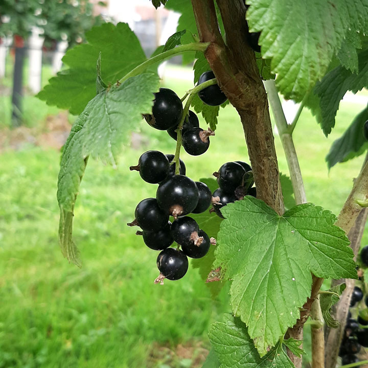Schwarze Johannisbeeren Cassis
