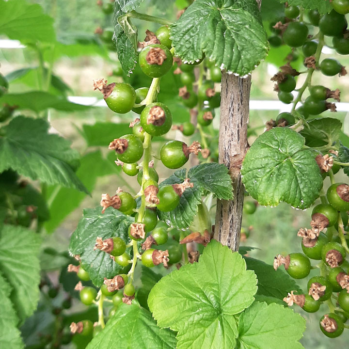 Schwarze Johannisbeeren Cassis