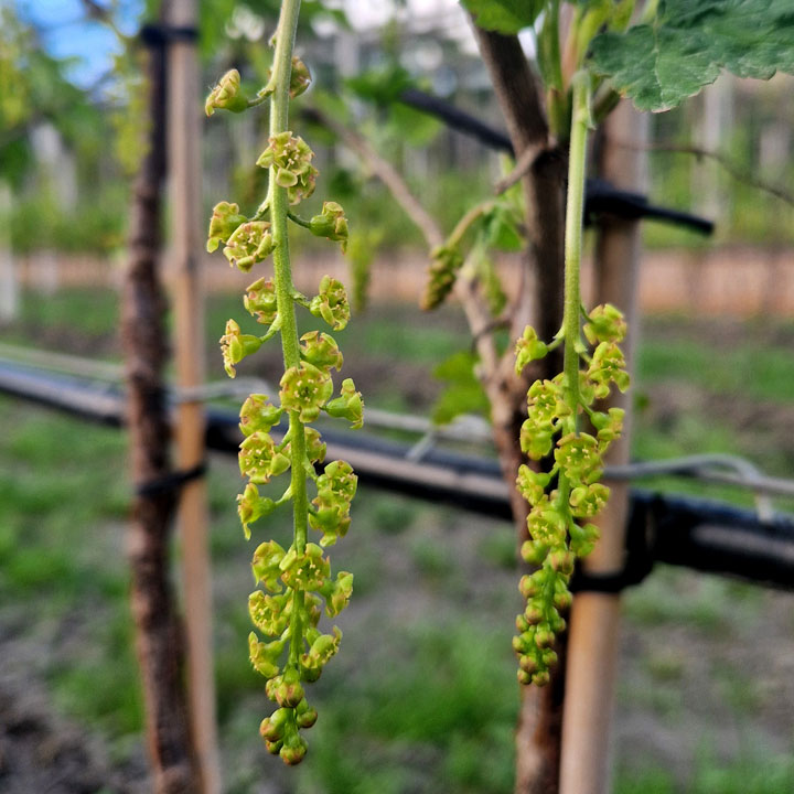Rote Johannisbeeren Blüte