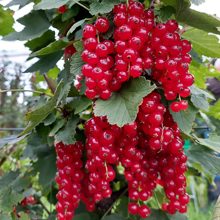 Rote Johannisbeeren