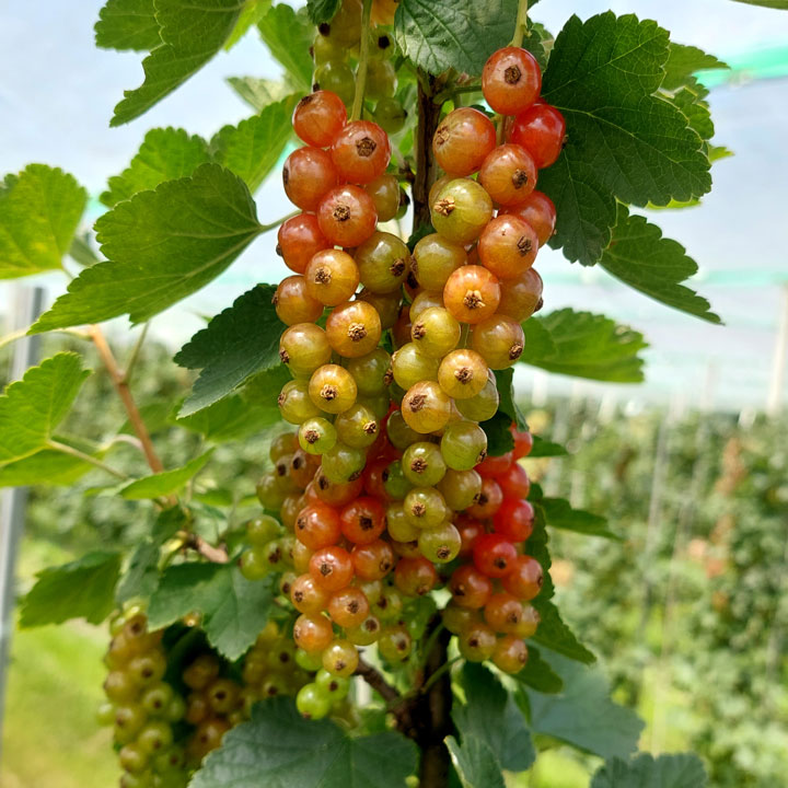Rote Johannisbeeren