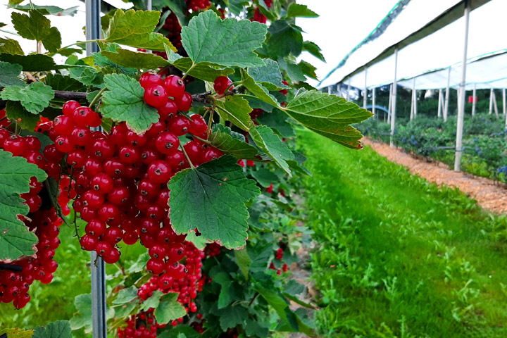 Kuppelwieser Johannisbeeren