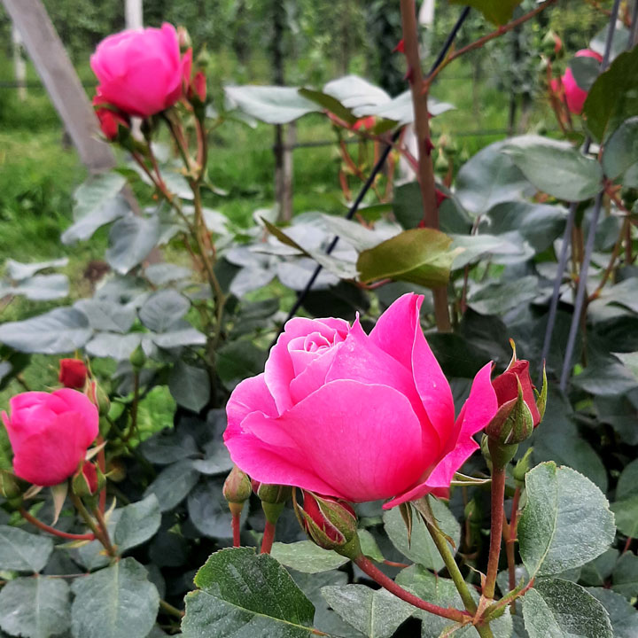 Kuppelwieser Rosen
