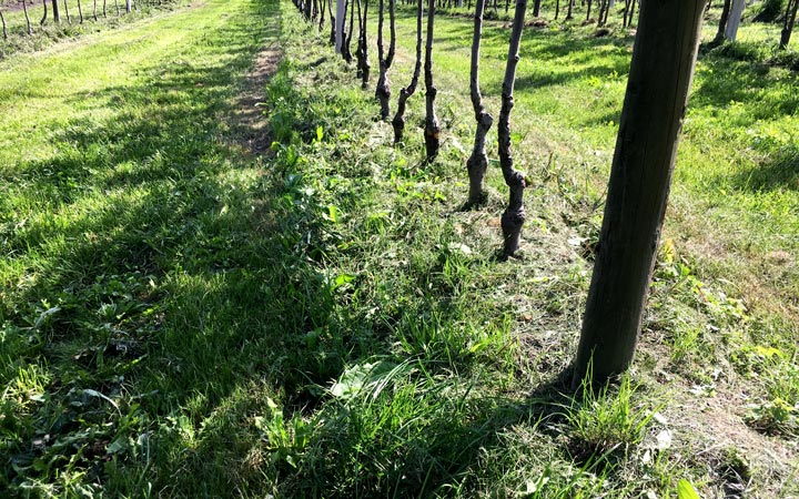 Greenmaster mähen Baumstreifen