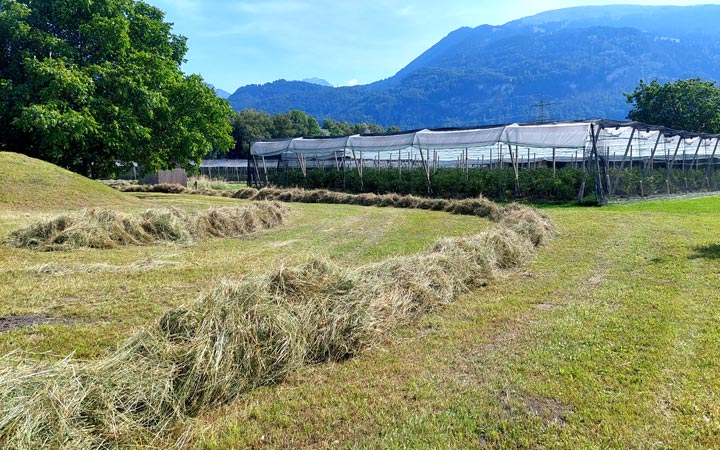 Heuen Sommer