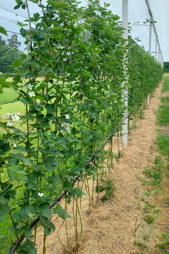 Kuppelwieser Beeren Bodenabdeckung Gras
