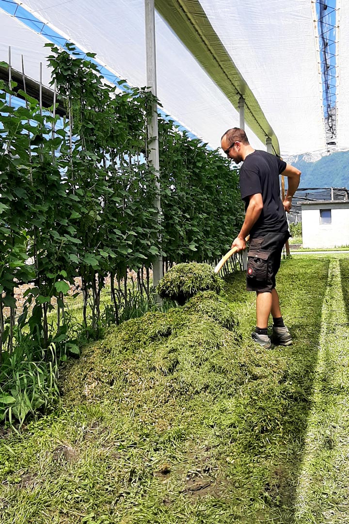 Kuppelwieser Beeren Bodenabdeckung Gras
