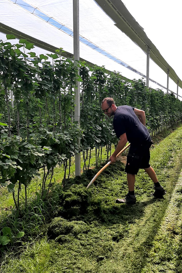 Kuppelwieser Beeren Bodenabdeckung Gras