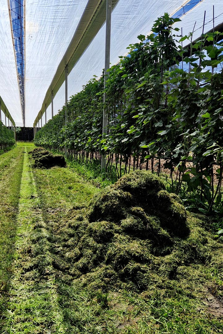 Kuppelwieser Beeren Bodenabdeckung Gras