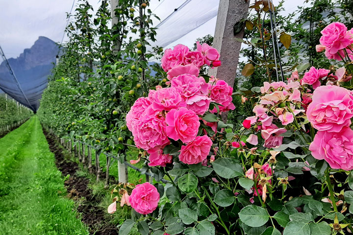 Kuppelwieser Rosen