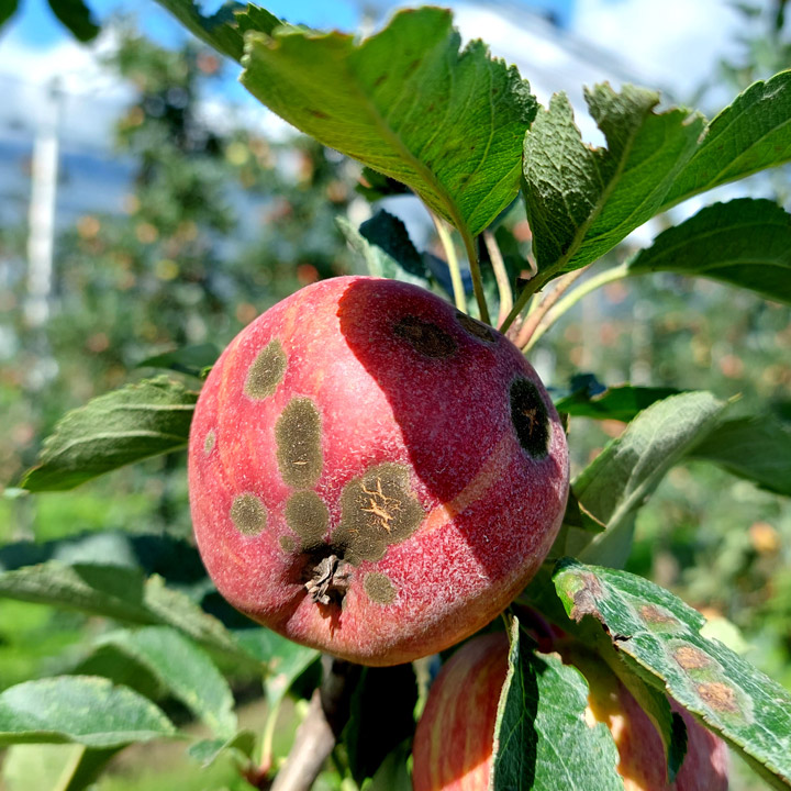 Apfel Schorf Pilz
