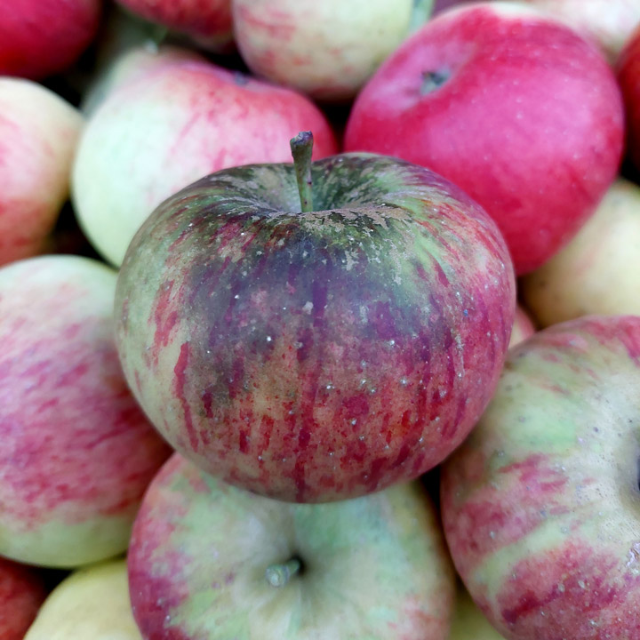 Apfel Regenflecken Russtau Pilz