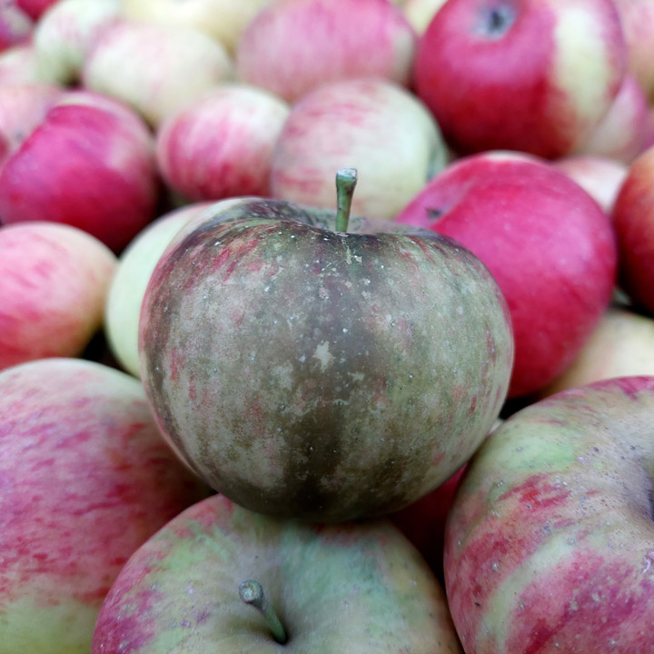 Apfel Regenflecken Russtau Pilz