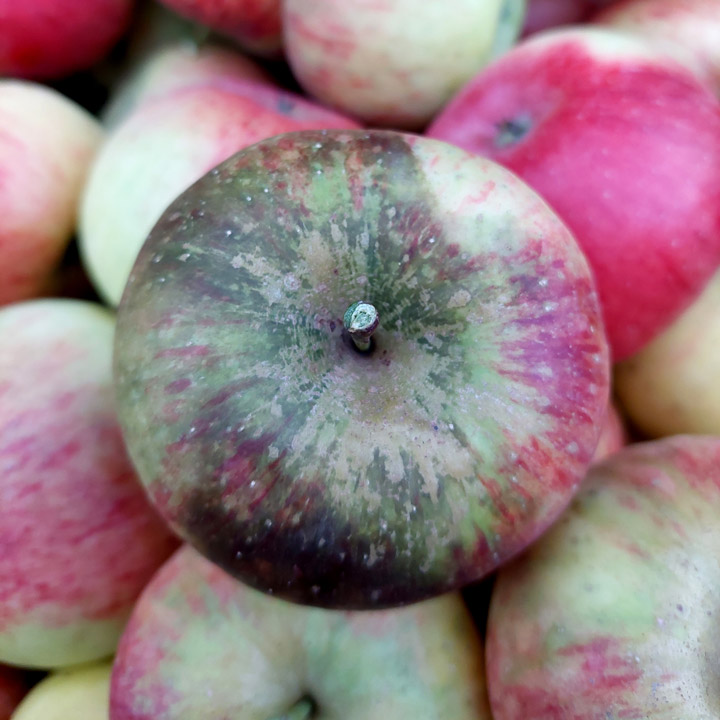 Apfel Regenflecken Russtau Pilz