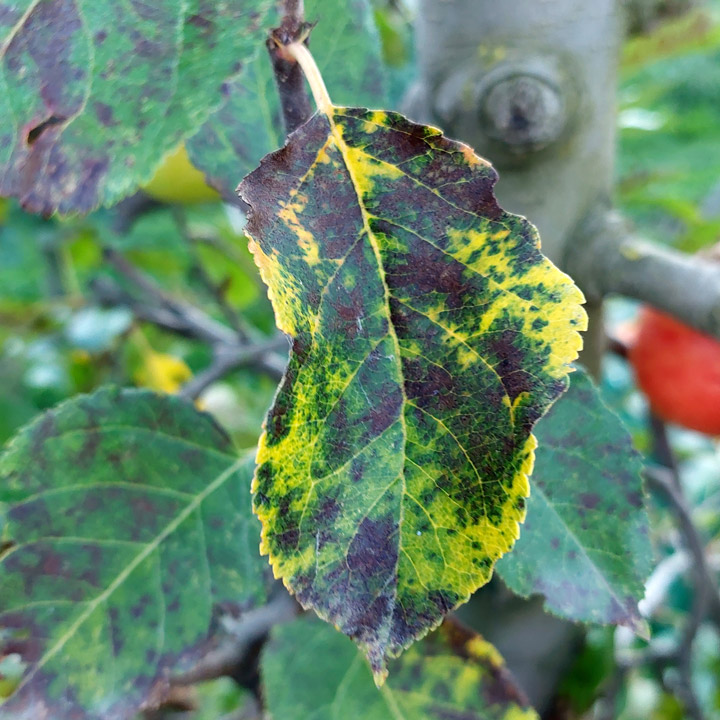 Apfel Marssonina Pilz