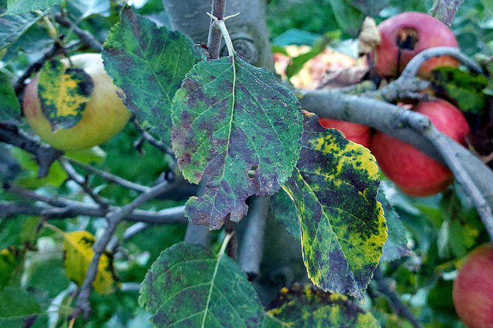 Apfel Marssonina Pilz