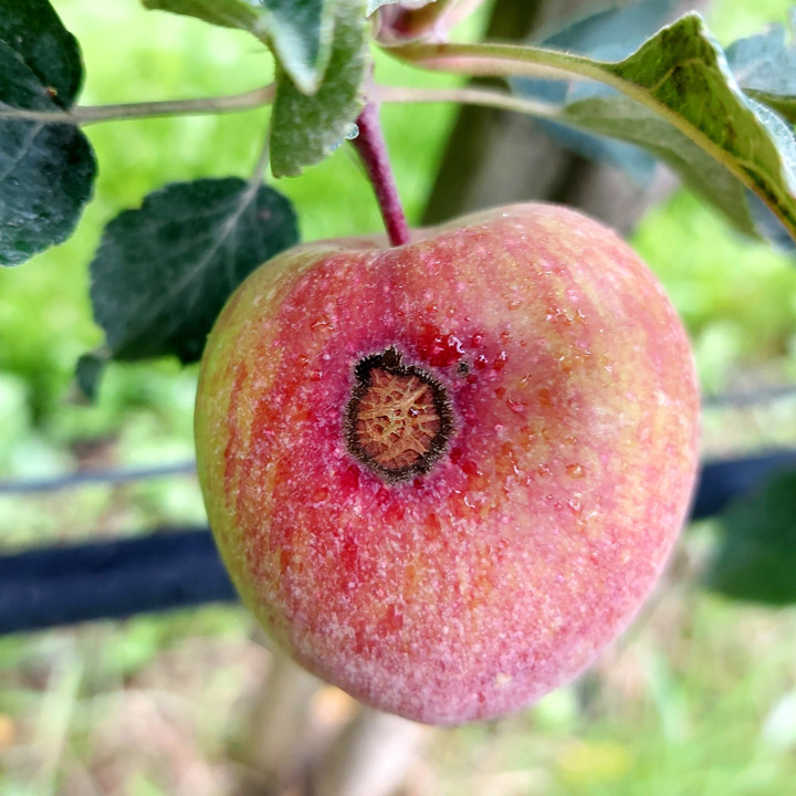 Apfel Schorf Pilz Fruchtschorf