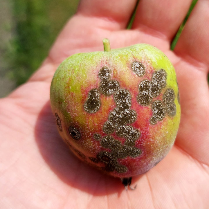 Apfel Schorf Pilz Fruchtschorf