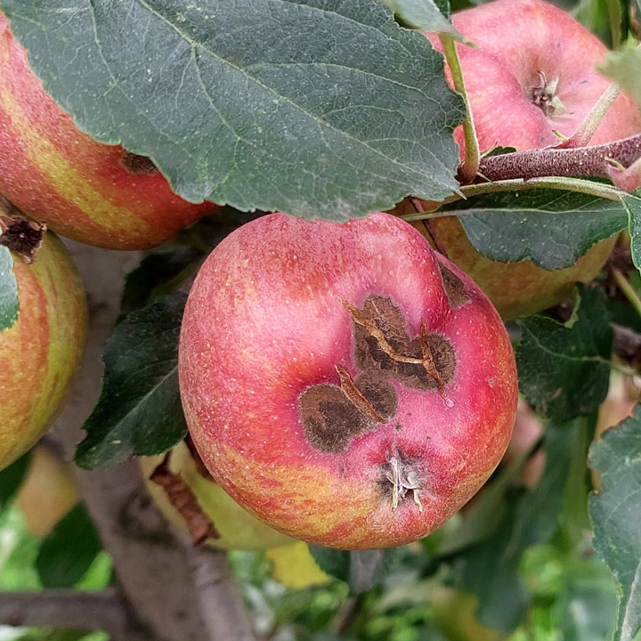 Apfel Schorf Pilz Fruchtschorf