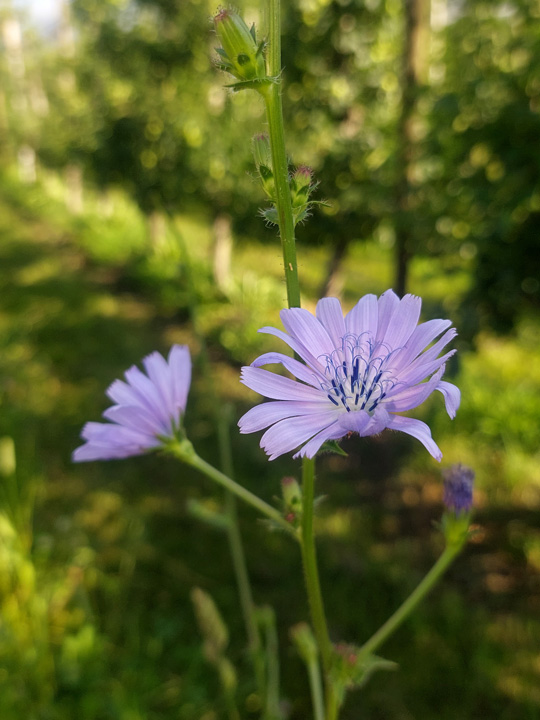 Wegwarte