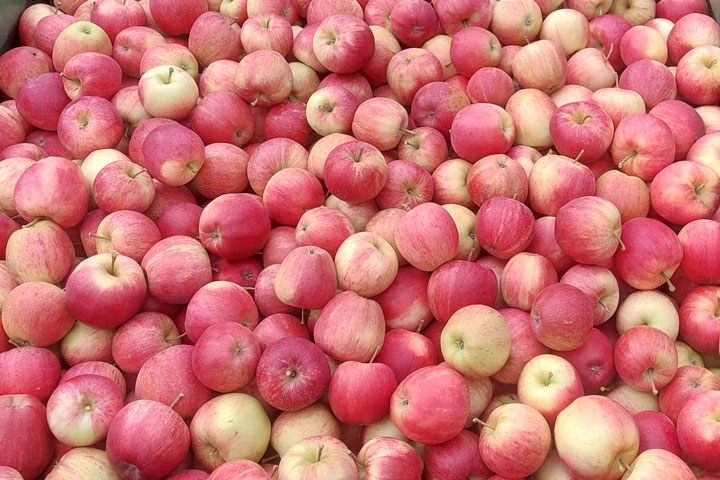 Kuppelwieser Apfel