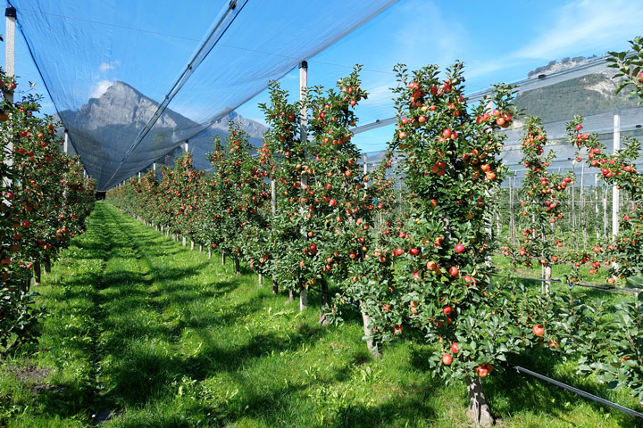 Apfelbaum Reihen Fahrgasse