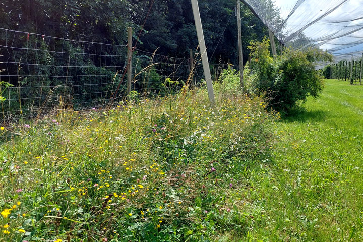 Extensive Wiese Biodiversitätsförderung