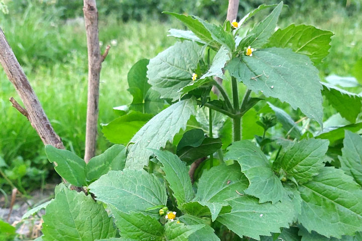 Wildkraut Kleinblütiges Knopfkraut