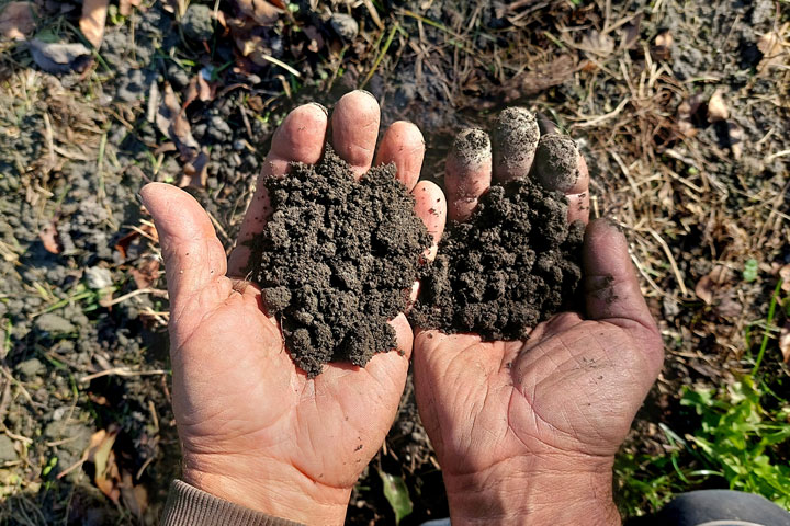 Kuppelwieser Boden Humus