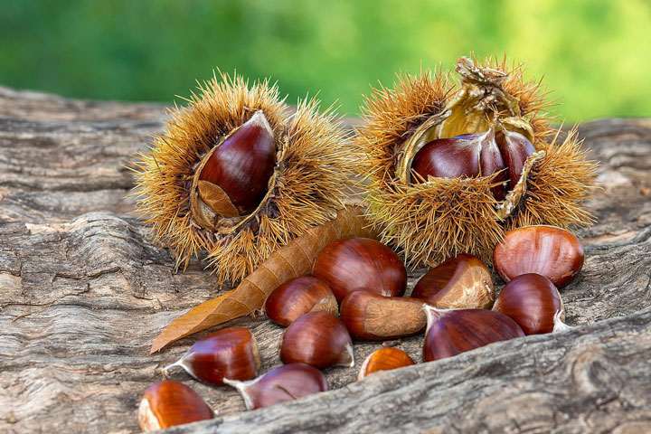 Edelkastanie Esskastanie