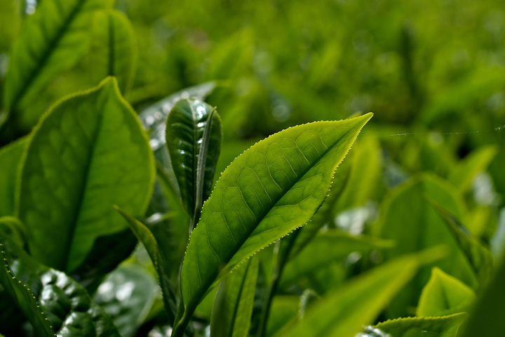 Tee Teepflanze Blätter Teaplant