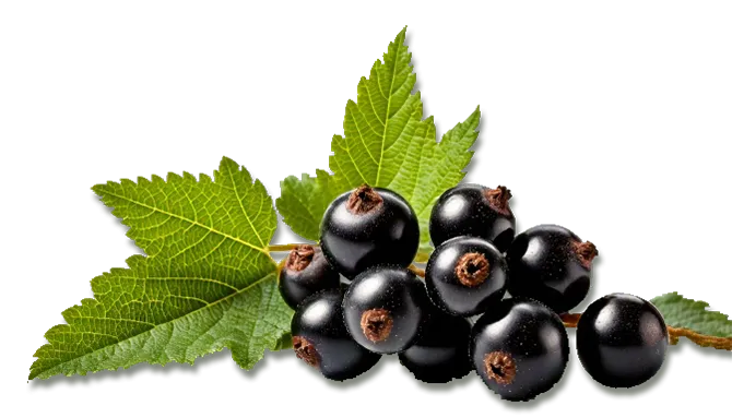Kuppelwieser Cassis