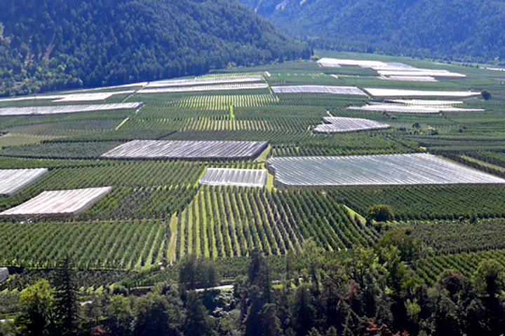 Apfelanbau Apfelplantage Südtirol