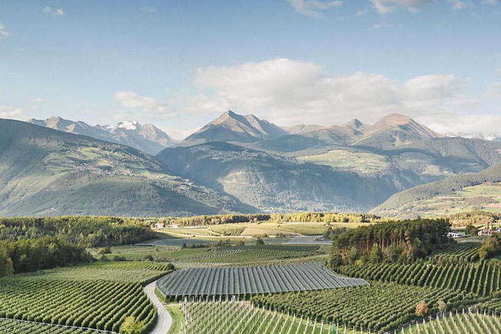 Apfelanbau Apfelplantage Südtirol