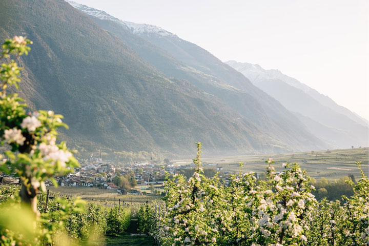 Apfelanbau Apfelplantage Südtirol