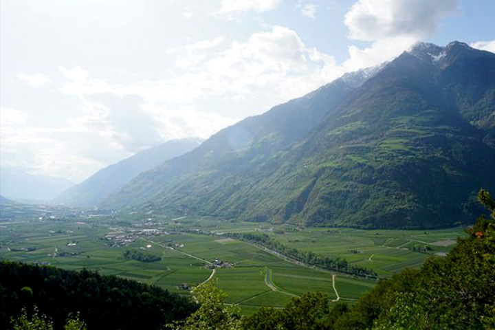 Apfelanbau Apfelplantage Südtirol