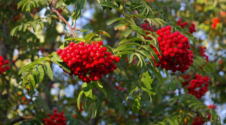 Eberesche Vogelbeeren